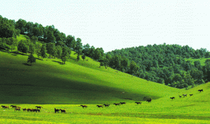 寶雞關山牧場真人CS項目